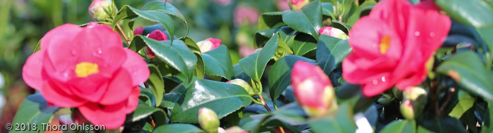 Camellia japonica 'Coquettii.